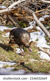 Male Wild Turkey In Winter In Utah