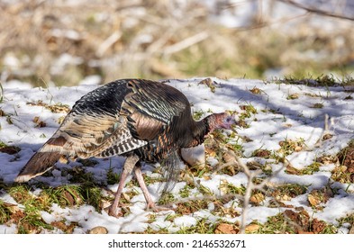 Male Wild Turkey In Winter In Utah