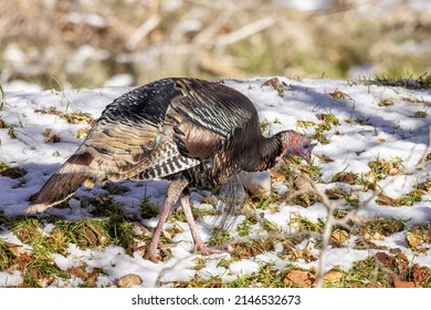 Male Wild Turkey In Winter In Utah