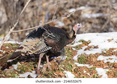 Male Wild Turkey In Winter In Utah