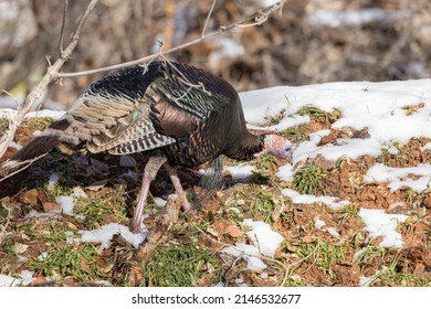 Male Wild Turkey In Winter In Utah