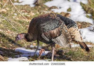 Male Wild Turkey In Winter In Utah