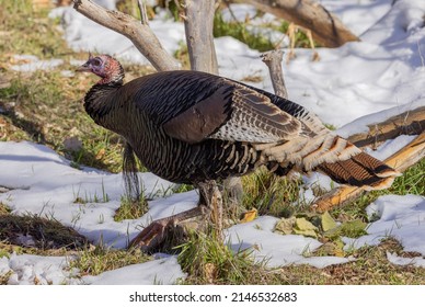 Male Wild Turkey In Winter In Utah