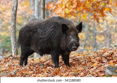 Male Wild-boar in autumn forest