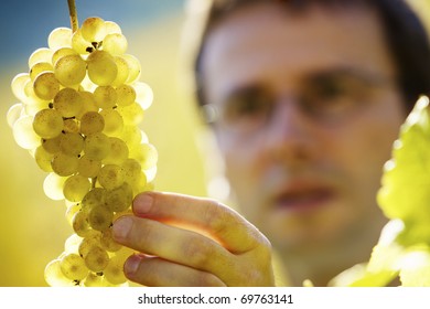 Male winemaker inspecting quality of bunch of green wine grapes in vineyard before harvest, close up on grapes. - Powered by Shutterstock