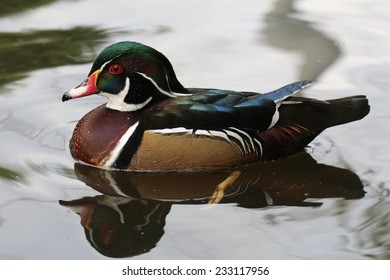 Male wood duck.