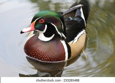 Male Wood Duck.