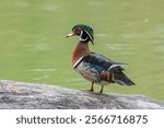 A male wood duck, Aix sponsa, perched at the Inglewood Bird Sanctuary, Calgary, Alberta, Canada