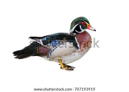 Male Wood Duck (Aix sponsa), isolated on white background