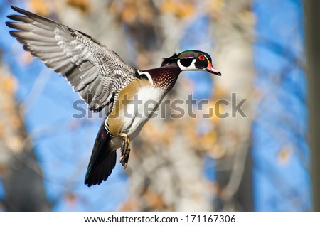 Male Wood Duck In Flight