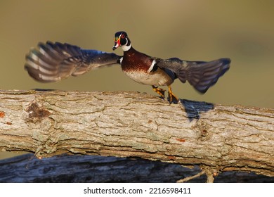 Male Wood Duck Flying Stock Image.