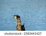 Male wood duck perched on an old wood dock piing looking down into the rotten center, Lake Washington on a sunny winter day, Juanita Bay Park, Kirkland, Washington
