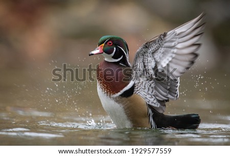 A male wood duck portrait 