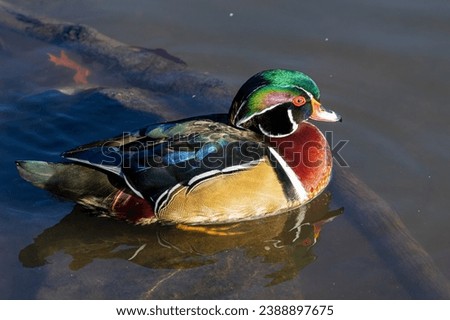 A male wood duck resting in shallow water, and displaying its contrasty intense colors in the sun in Burnaby Lake, Burnaby, BC, Canada.