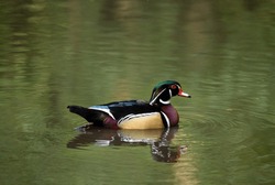 Male Wood Duck Swimming On A Lake In Kent, UK. This Colorful Duck Has Some Of The Most Beautiful Plumage Of All Waterfowl. Wood Duck Or Carolina Duck (Aix Sponsa) In Kelsey Park, Beckenham, London.