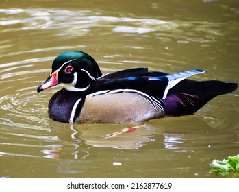 Male Wood Duck Swimming In Water.