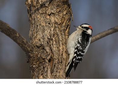 Male woodpecker (Dryobates pubescens) in winter