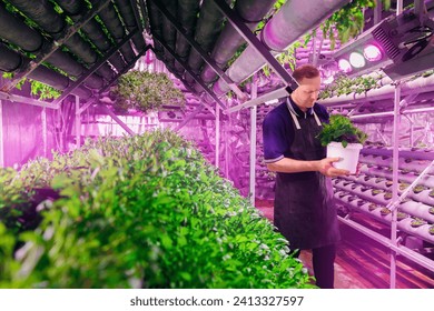 Male worker in apron holds box with fresh organic basil on background of vertical hydroponic lettuce farm, led violet lights. - Powered by Shutterstock