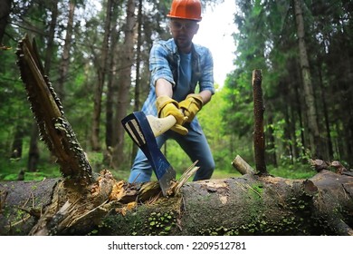 Male Worker With Ax Chopping A Tree In The Forest.