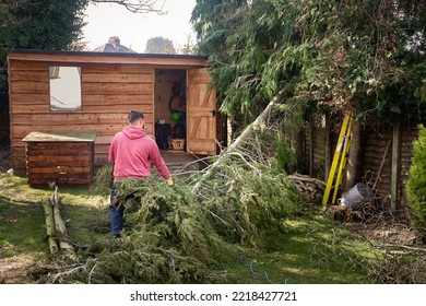 Male Worker Clearing Fallen Tree Trunk And Branches Cut From Tall Evergreen Trees In Back Garden Of Residential House. 