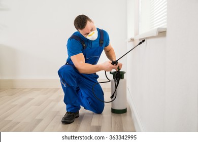Male worker spraying pesticide on window corner at home