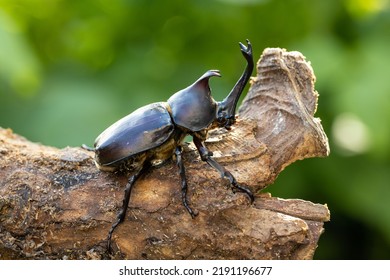 Male Yamato Beetle In Midsummer