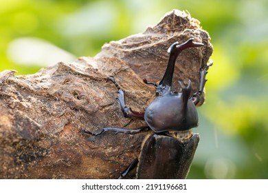 Male Yamato Beetle In Midsummer