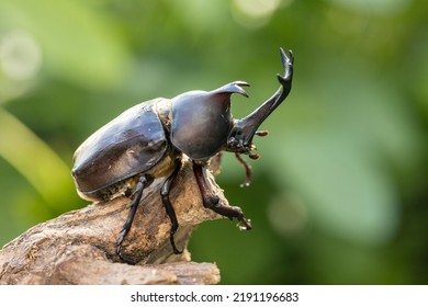 Male Yamato Beetle In Midsummer