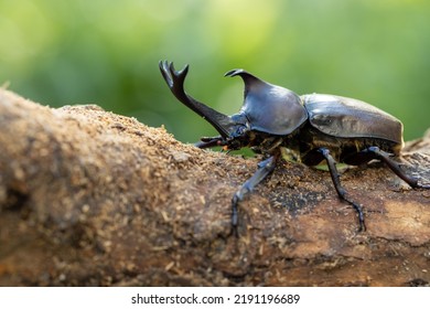 Male Yamato Beetle In Midsummer