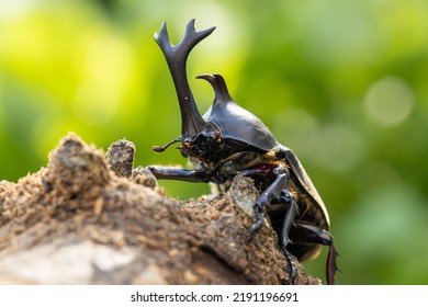 Male Yamato Beetle In Midsummer