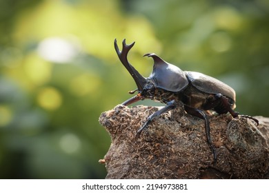 Male Yamato Beetle In Midsummer