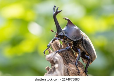 Male Yamato Beetle In Midsummer