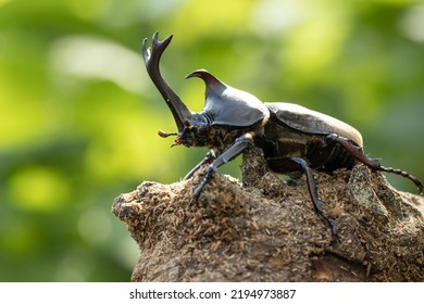 Male Yamato Beetle In Midsummer