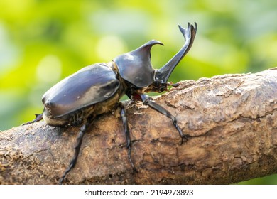 Male Yamato Beetle In Midsummer