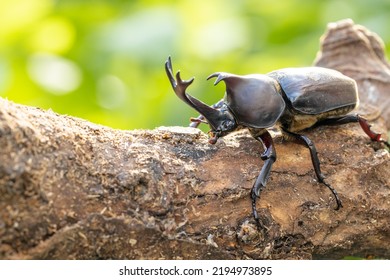 Male Yamato Beetle In Midsummer