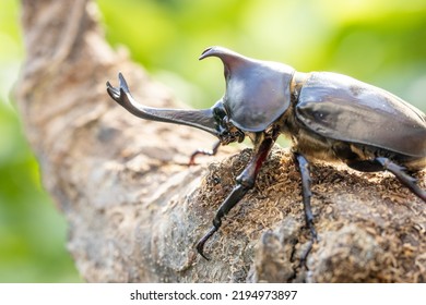 Male Yamato Beetle In Midsummer