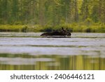A male yearling moose laying down in Nulhegan pond, Vermont.