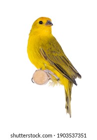Male Yellow Fronted Canary Aka Crithagra Mozambica Bird. Isolated On A White Background. Sitting On Wooden Stick.