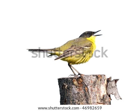 Male yellow wagtail, perched on a log and sing, isolated on white
