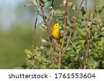 Male Yellow Warbler in Breeding Plumage