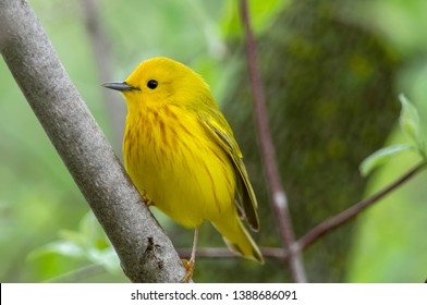 Male Yellow Warbler at Magee Marsh