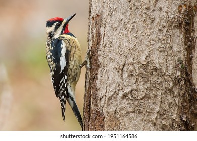 A male Yellow-bellied Sapsucker is clinging to the bark of a tree trunk that is dripping sap from holes she has drilled. Taylor Creek Park, Toronto, Ontario, Canada.