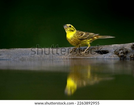 Similar – Image, Stock Photo male yellowhammer standing on low shrubs