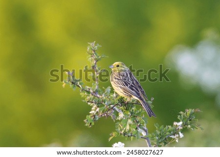 Similar – Image, Stock Photo male yellowhammer standing on low shrubs