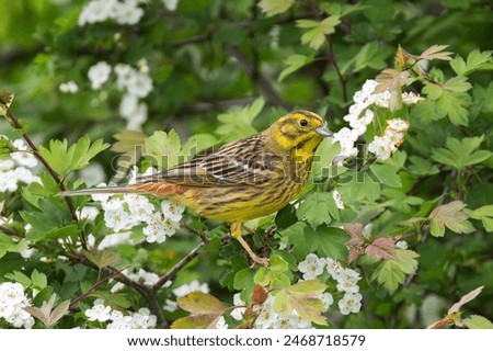 Similar – Image, Stock Photo male yellowhammer standing on low shrubs