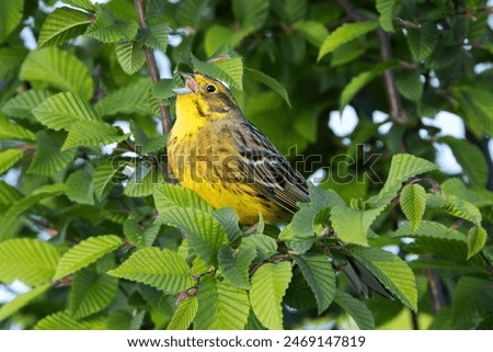 Similar – Image, Stock Photo male yellowhammer standing on low shrubs