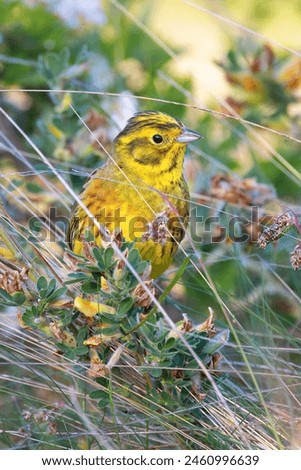 Similar – Image, Stock Photo male yellowhammer standing on low shrubs