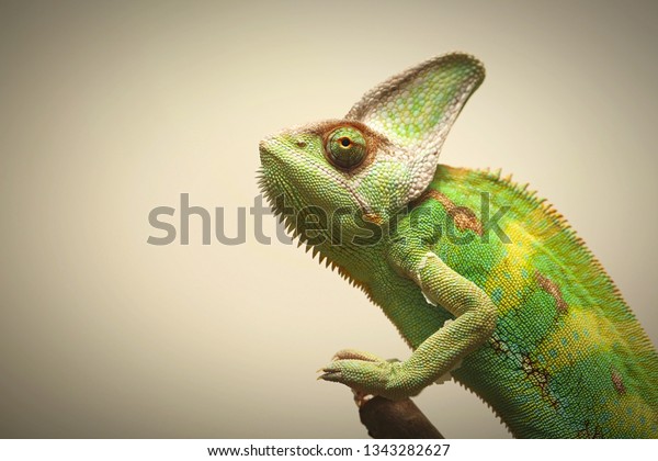 Male Yemen or Veiled Chameleon\
with a dominant pose, portrait. Chamaeleo calyptratus. Studio\
shot