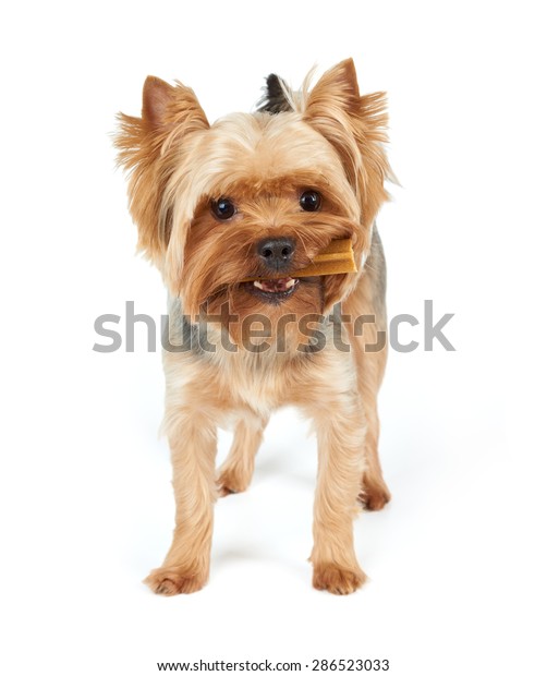 Male Yorkshire Terrier Dental Stick Mouth Stock Photo Edit Now