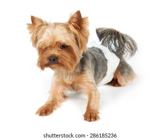 Male Yorkshire Terrier In Dog Diapers Looks Down. Isolated On White.                               